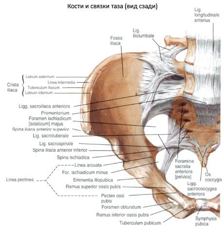 Pelvic bone