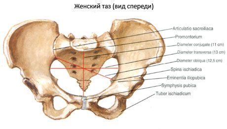 Ang pelvis bilang isang buo