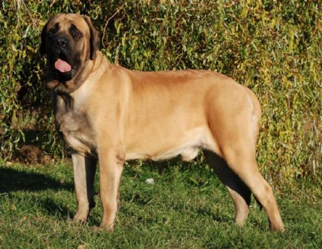 Lumang Ingles Mastiff