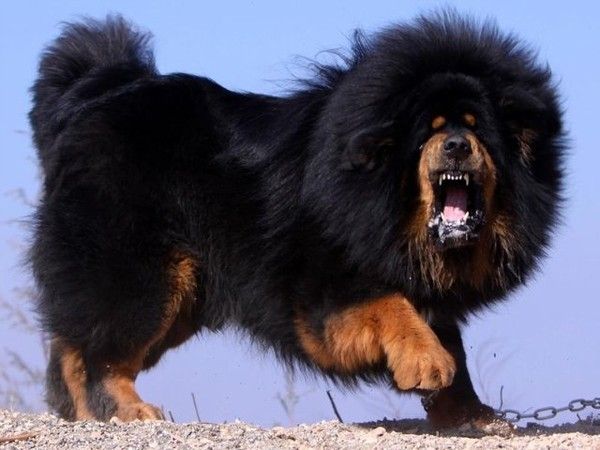 Tibetan Mastiff