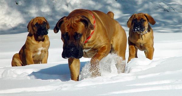 South African Mastiff o Boerboel