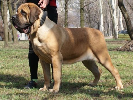 Espanyol mastiff