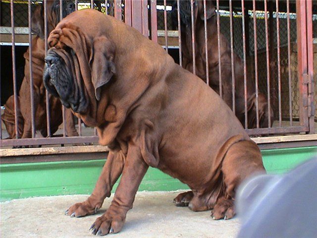 Korean mastiff