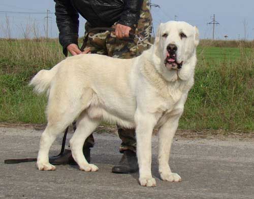 Gitnang Asya Shepherd Dog