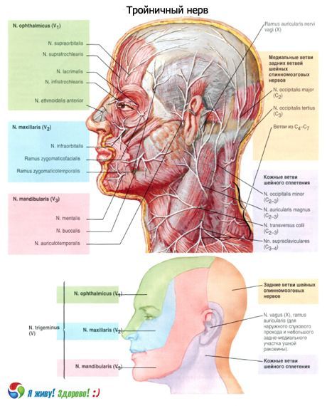 Ternary nerve