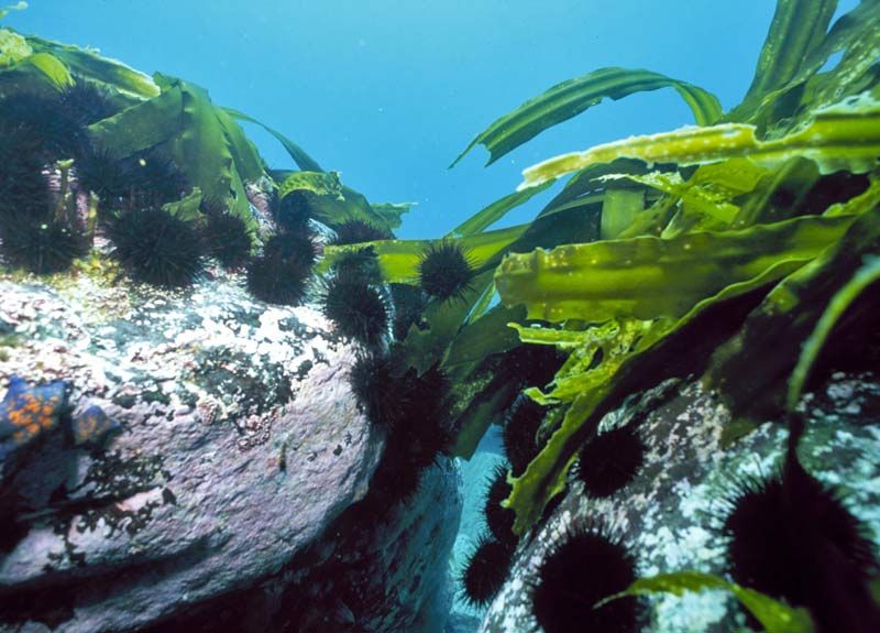 Kung ibabalik namin ang populasyon ng mga otter ng dagat, kung gayon, sa gayon, mababawasan nila ang bilang ng mga sea urchins, na nangangahulugan na ang laminaria ay magiging mas malaki.