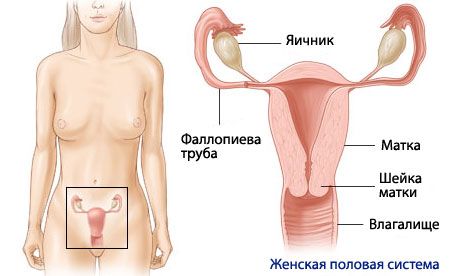 Anatomya at pisyolohiya ng babaeng reproductive system