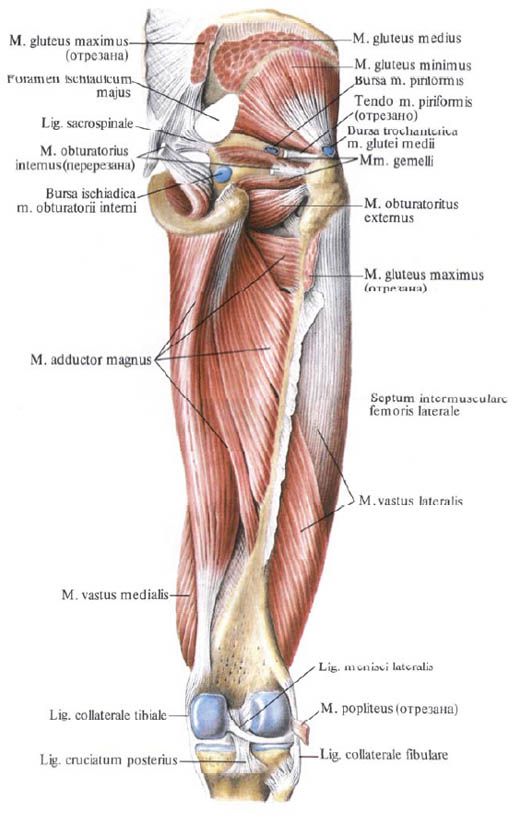 Mga kalamnan ng gluteus (maliit na gluteus na kalamnan)