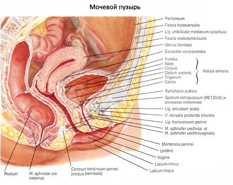 Babae urethra, female urethra