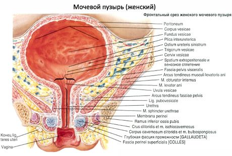 Babae urethra, female urethra